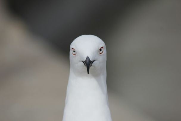 14 липня у водоймах плавають чайки — буде хороша погода / © Unsplash