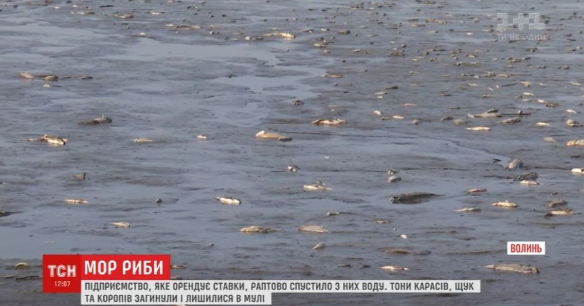 Масовий мор риби на Волині спровокували підприємці на орендованих ставках