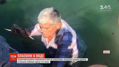 В Одесі на узбережжі відпочивальників наполохали змії