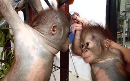 Юзерів розчулили двоє маленьких орангутанів, які "закохалися" з першого погляду