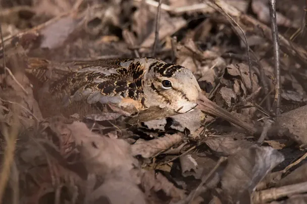 Учені знайшли птаха з ідеальним камуфляжем: який вигляд має