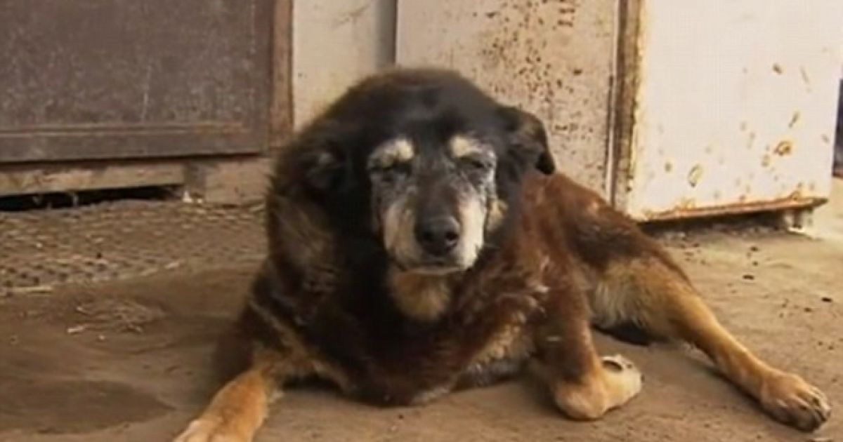 В Австралии умерла самая старая в мире собака