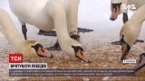 Новости Украины: во Львовской области лебеди начали замерзать на озере