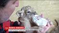Четверо львят родились в Бердянском сафари-парке