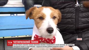 Собачий фестиваль танцев состоялся в Днепре
