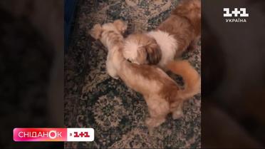 Кузя і Кузя: як два кудлатих безхатьки зустрілися в одній родині