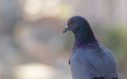 На Прикарпатье запустили более тысячи голубей