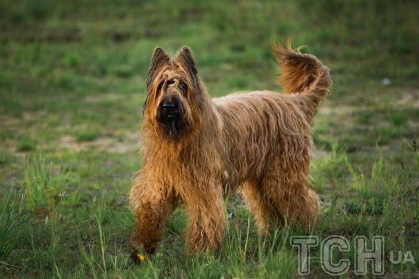 Бріард / © Credits
