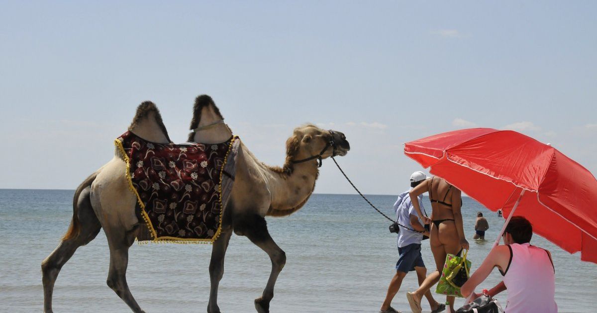 После коррупционного скандала на Николаевщине государству начали возвращать земли в Коблево