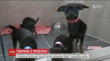 У світі набуває популярності процедура клонування померлих тварин