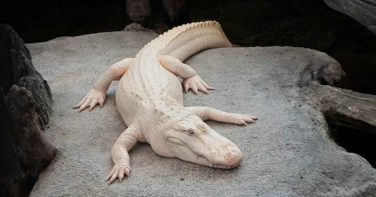 Алігатор Клод. Фото: Каліфорнійська академія наук