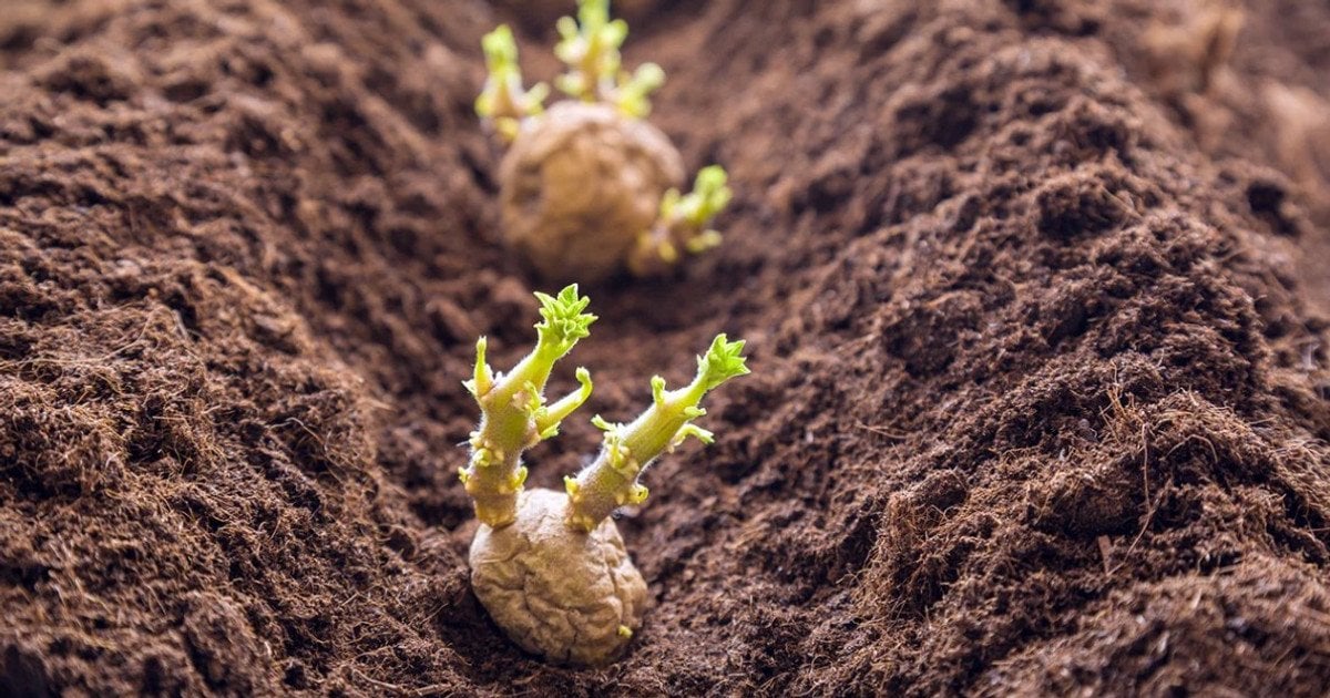 Коли садити картоплю