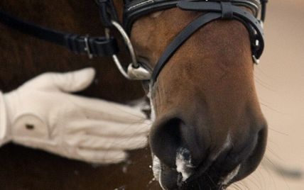 Привязали цепями за шею и морили голодом: в Полтавской области выясняют причины смерти арендованной лошади