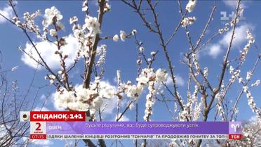 Яблука та черешні коштуватимуть менше, ніж 2017-го - економічні новини