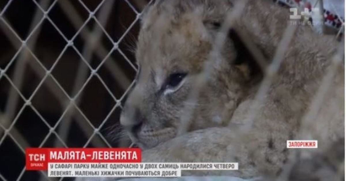 У Бердянському зоопарку показали чотирьох новонароджених левенят