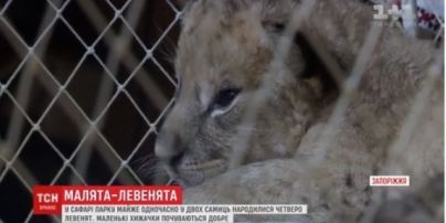 В Бердянском зоопарке показали четырех новорожденных львят