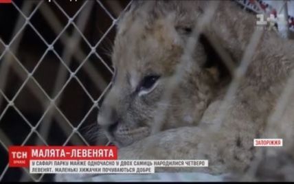 В Бердянском зоопарке показали четырех новорожденных львят