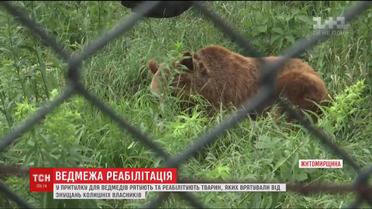 У притулку під Житомиром ведмедів повертають до нормального життя