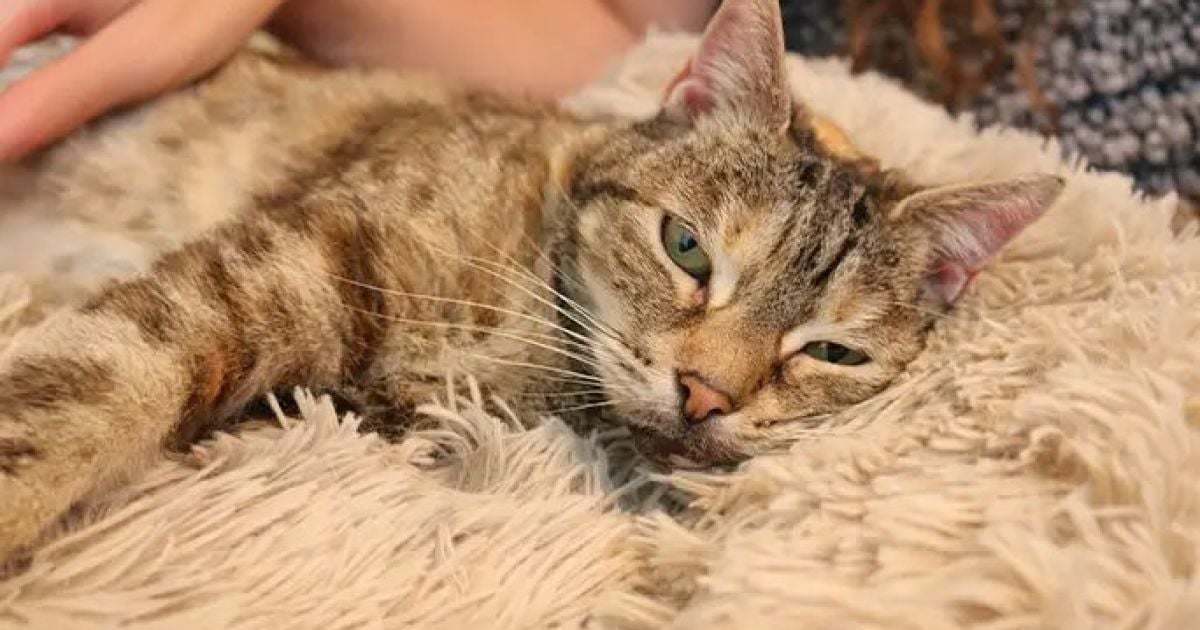 Кошка Белла