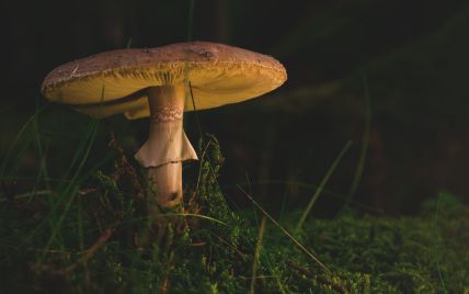 Могли отруїтись грибами: у Житомирській області раптово померла вся родина учасника "Голосу країни"