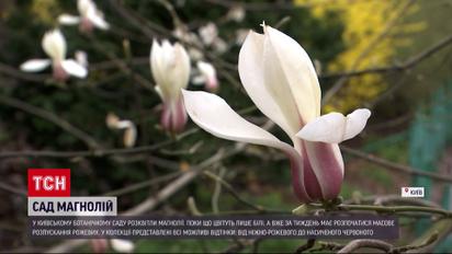 У Ботанічному саду імені Форміна уже розквітли перші магнолії