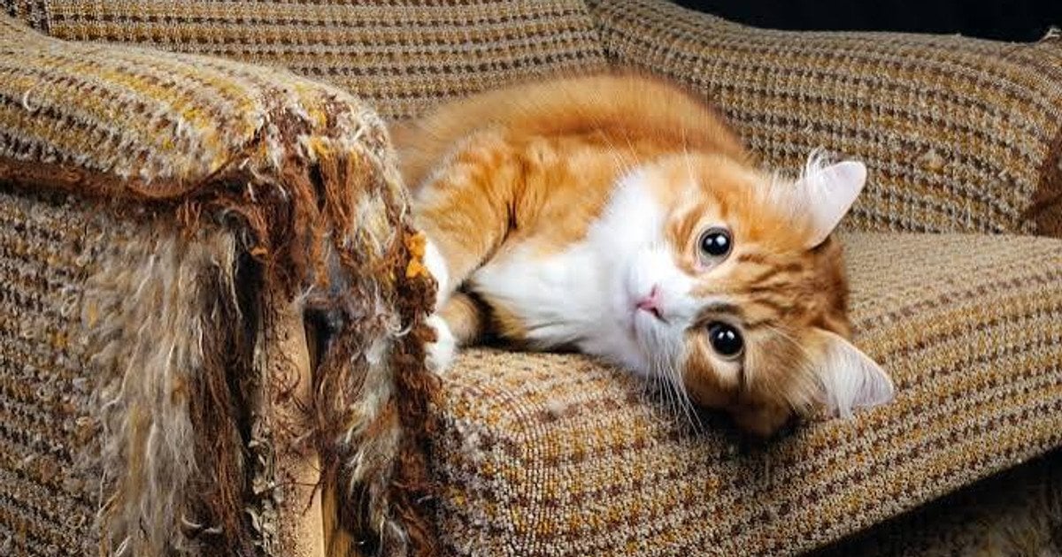 Як захистити меблі від дряпання котів