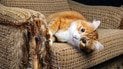 Як захистити меблі від дряпання котів