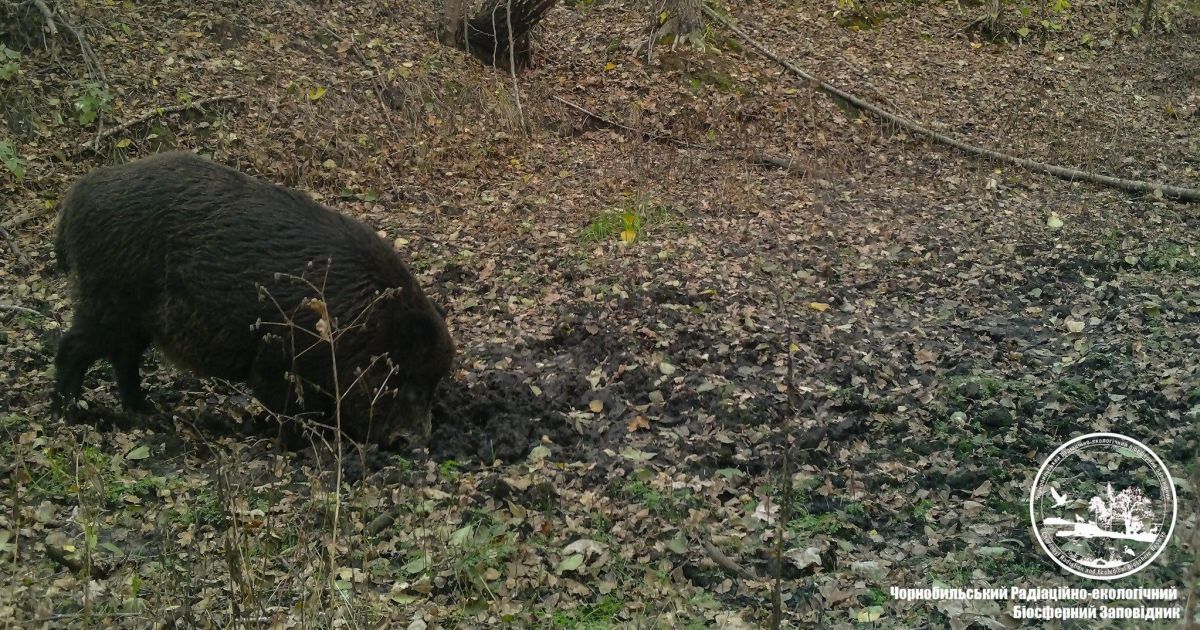Дикий кабан створив таку приємну ванну як для себе, так і для інших тварин Чорнобильського заповідника / © Чорнобильський радіаційно-екологічний біосферний заповідник