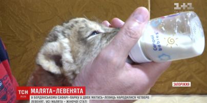 В Бердянском сафари-парке родили две львицы