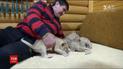 Котяче поповнення: у Бердянську дві левиці народили левенят жіночої статі