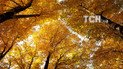 Золота осінь: Reuters показало яскраві фото теплих днів у США та Європі 