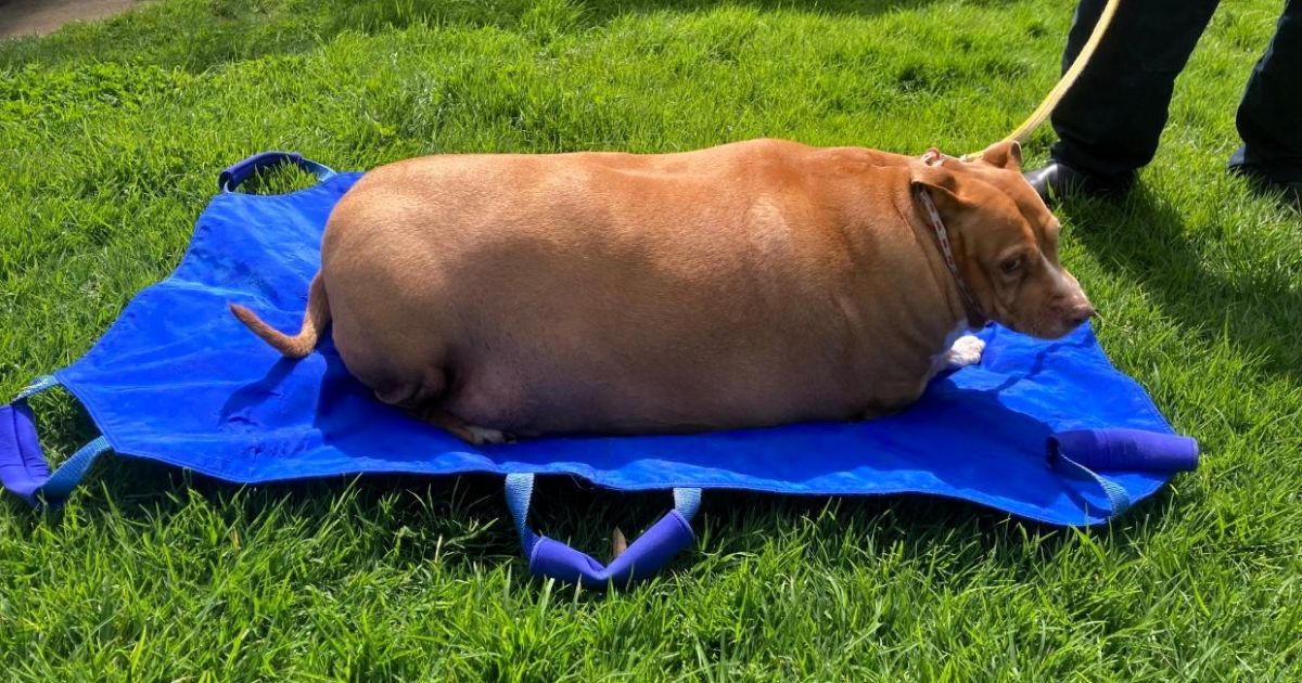 Нугги / Фото: Jam Press