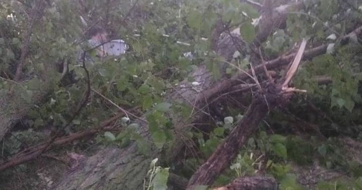 На Троєщині під час грози дерево впало на намет з людьми