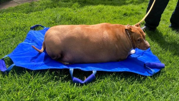 Нугги / Фото: Jam Press