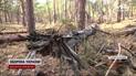 Выгоревшие гектары леса, еще и загрязненные боеприпасами: по Великомихайловскому лесничеству "прилетает" со всех сторон