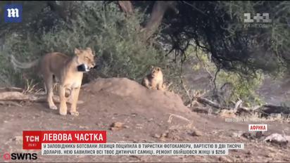 У заповіднику Ботсвани левиця поцупила камеру за 2,5 тисячі доларів