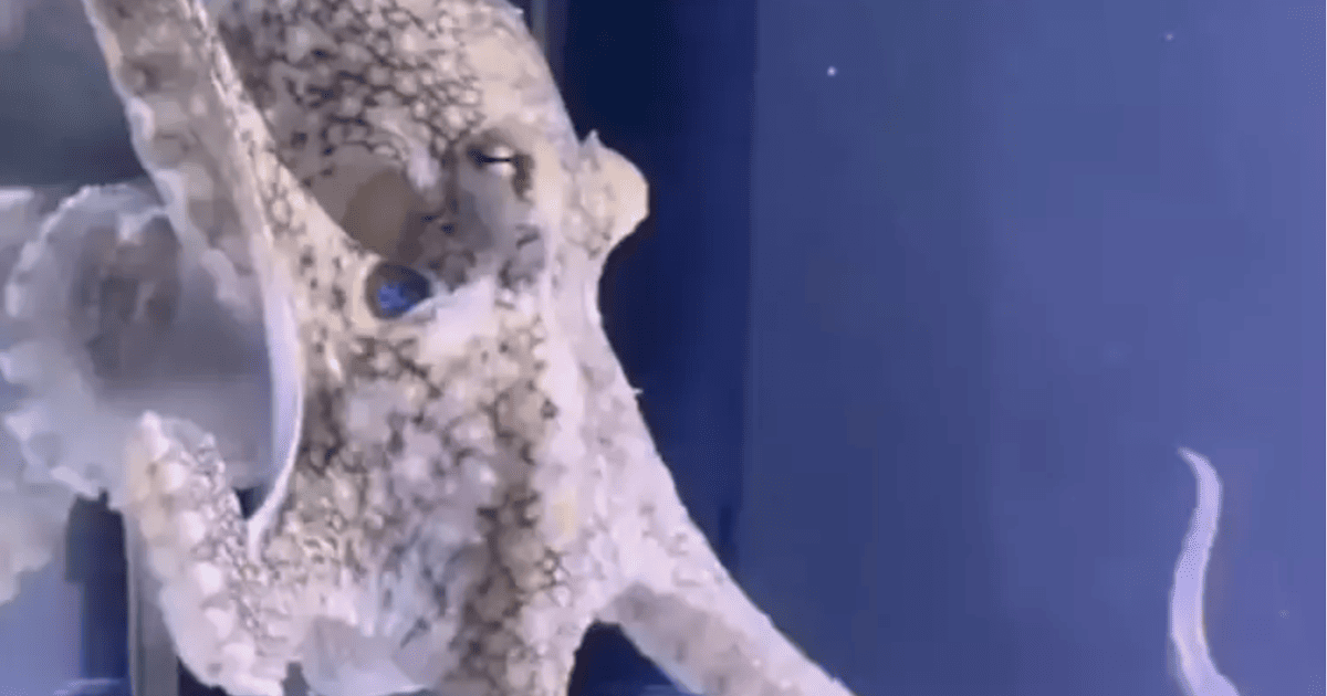 Восьминога Терренс