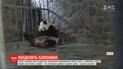 Перші в цьому році - у Китаї народились панденята-близнюки