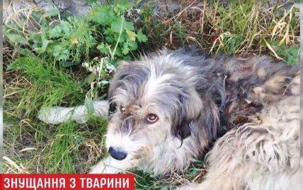 На Киевщине мужчина забил до смерти собаку на глазах у зооволонтера