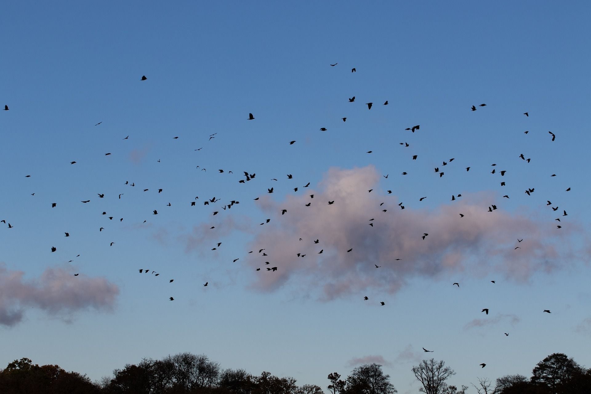 20 лютого зграя воронів літає високо в небі — чекайте на снігопад / © pixabay.com