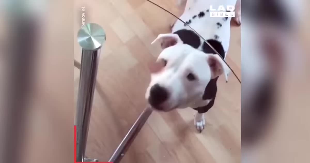 Пес, який не може з'їсти смаколик з-під скла, і кумедні падіння людей взимку. Тренди Мережі