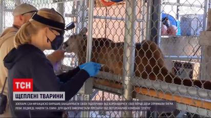 Новини світу: зоопарк Сан-Франциско вакцинував від коронавірусу своїх підопічних