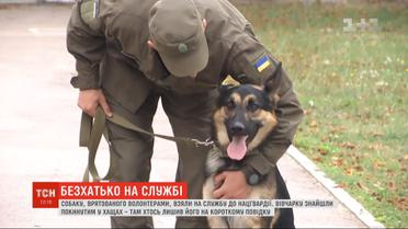 Спасенного волонтерами пса взяли на службу в Нацгвардию
