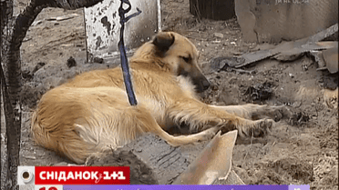 В Украине снова травят животных
