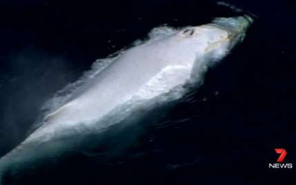 У берегов Австралии сняли на видео очень редкого белого кита