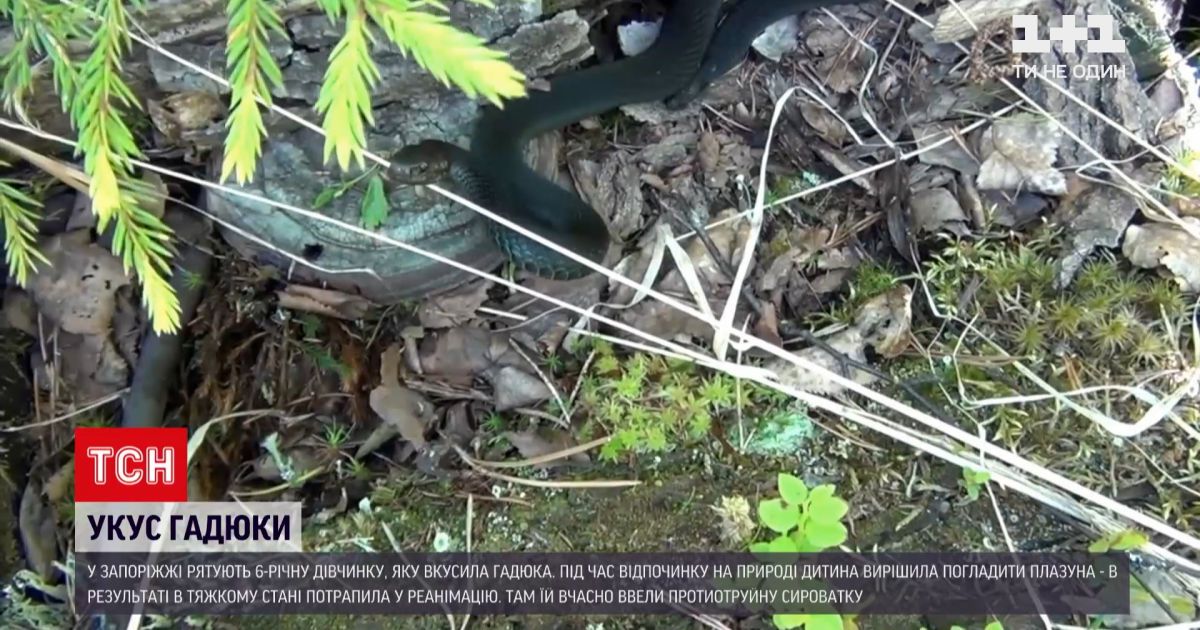 Новини України: у Запорізькій області дівчинка потрапила до реанімації через укус гадюки