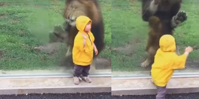 Атака лева у зоопарку та кумедні меми із зажуреним котиком. Тренди соцмереж
