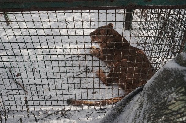 Леви екопарку Фельдмана дістали поранення / © Суспільне