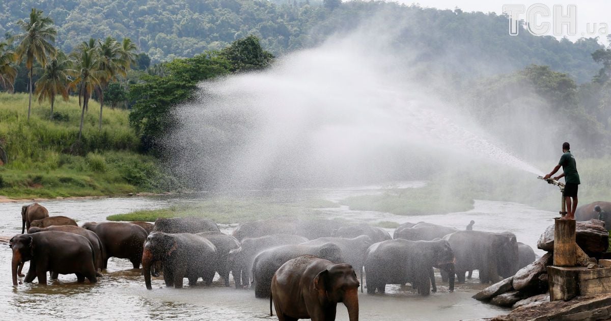Слони на Шрі-Ланці_3 / © Reuters
