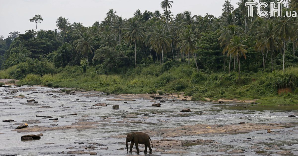 Слони на Шрі-Ланці_11 / © Reuters